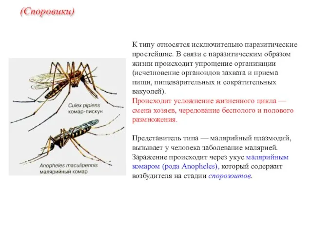 К типу относятся исключительно паразитические простейшие. В связи с паразитическим образом