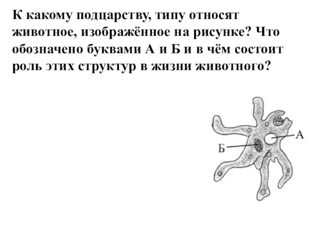 К какому подцарству, типу относят животное, изображённое на рисунке? Что обозначено