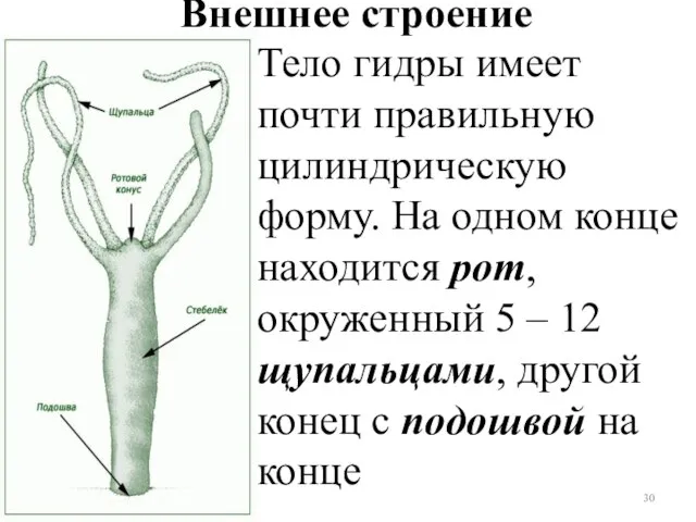 Внешнее строение Тело гидры имеет почти правильную цилиндрическую форму. На одном