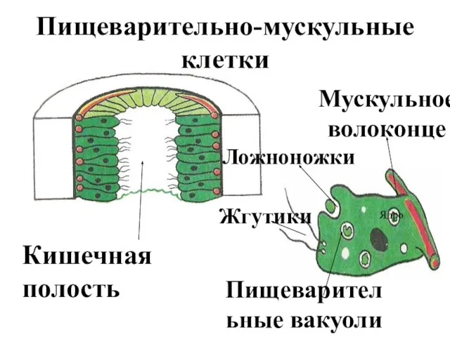 Пищеварительно-мускульные клетки Кишечная полость Жгутики Ложноножки Пищеварительные вакуоли Мускульное волоконце Ядро