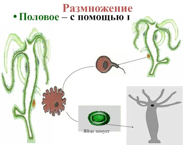 Размножение Половое – с помощью гамет Яйцо зимует