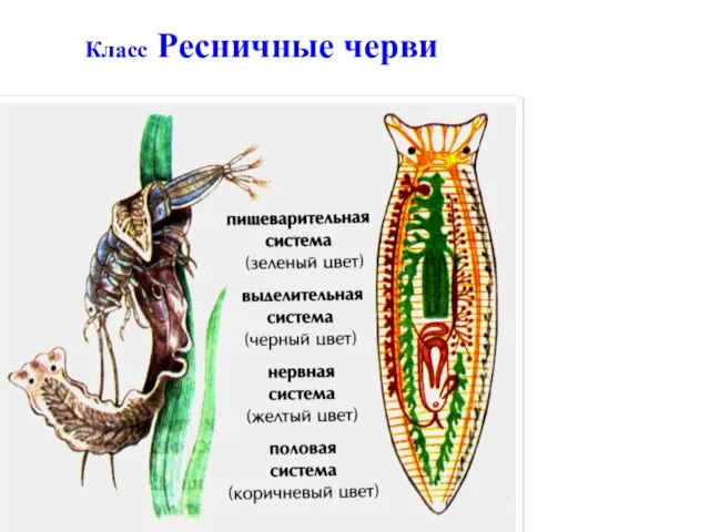 Класс Ресничные черви