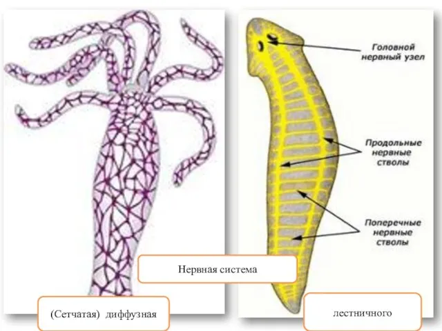 Нервная система (Сетчатая) диффузная лестничного