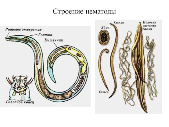 Строение нематоды