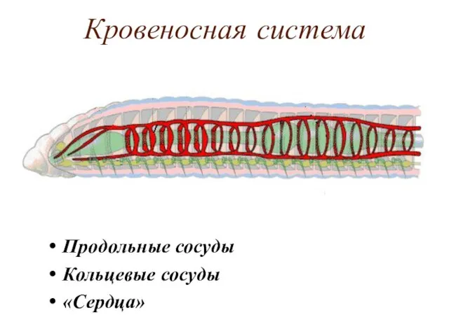 Кровеносная система Продольные сосуды Кольцевые сосуды «Сердца»