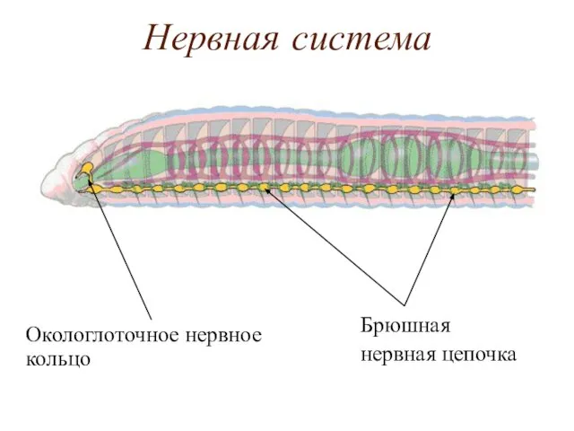 Нервная система Окологлоточное нервное кольцо Брюшная нервная цепочка