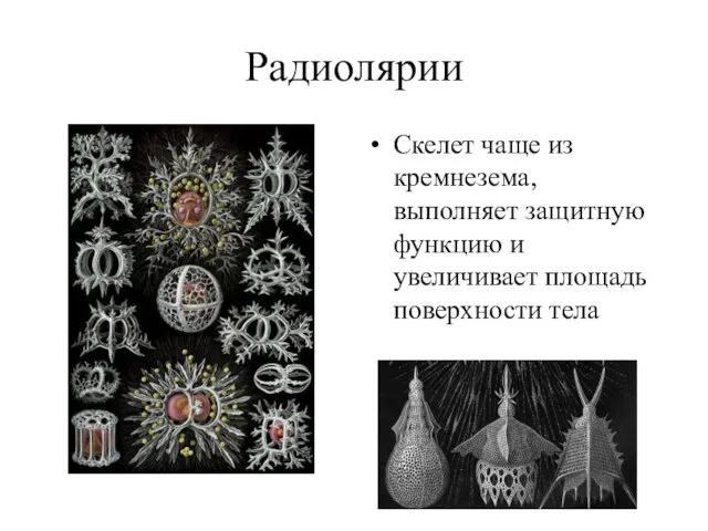 Радиолярии Скелет чаще из кремнезема, выполняет защитную функцию и увеличивает площадь поверхности тела