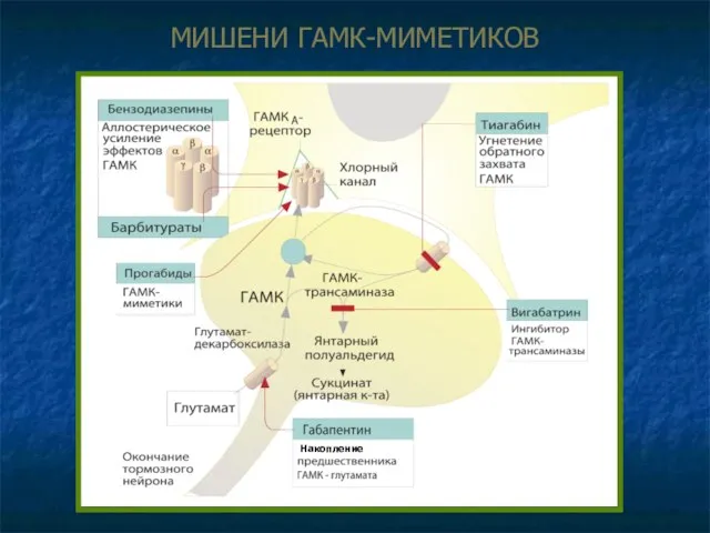 МИШЕНИ ГАМК-МИМЕТИКОВ Накопление