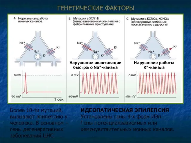 ГЕНЕТИЧЕСКИЕ ФAКТОРЫ Более 10-ти мутаций, вызывают эпилепсию у человека. В основном