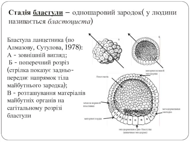 Стадія бластули – одношаровий зародок( у людини називається бластоциста) Бластула ланцетника