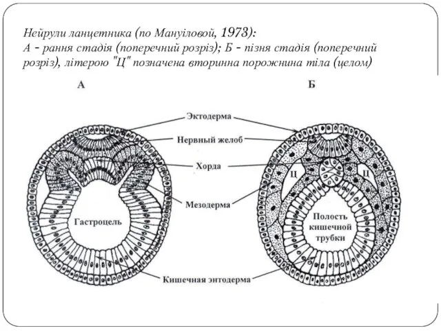 Нейрули ланцетника (по Мануіловой, 1973): А - рання стадія (поперечний розріз);