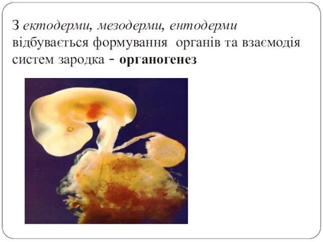 З ектодерми, мезодерми, ентодерми відбувається формування органів та взаємодія систем зародка - органогенез