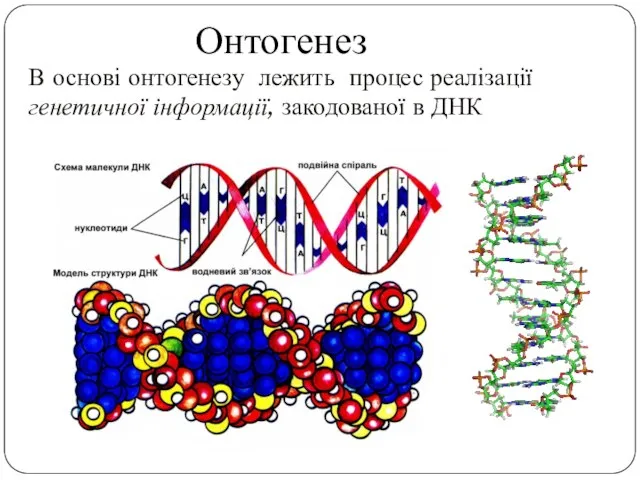 В основі онтогенезу лежить процес реалізації генетичної інформації, закодованої в ДНК Онтогенез