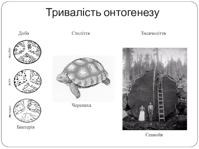 Тривалість онтогенезу Століття Доба Бактерія Черепаха Тисячоліття Секвойя