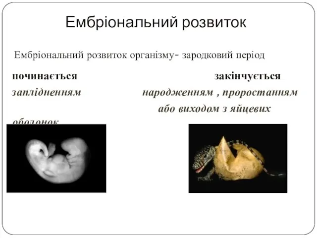 Ембріональний розвиток Ембріональний розвиток організму- зародковий період починається закінчується заплідненням народженням