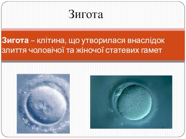 Зигота – клітина, що утворилася внаслідок злиття чоловічої та жіночої статевих гамет Зигота