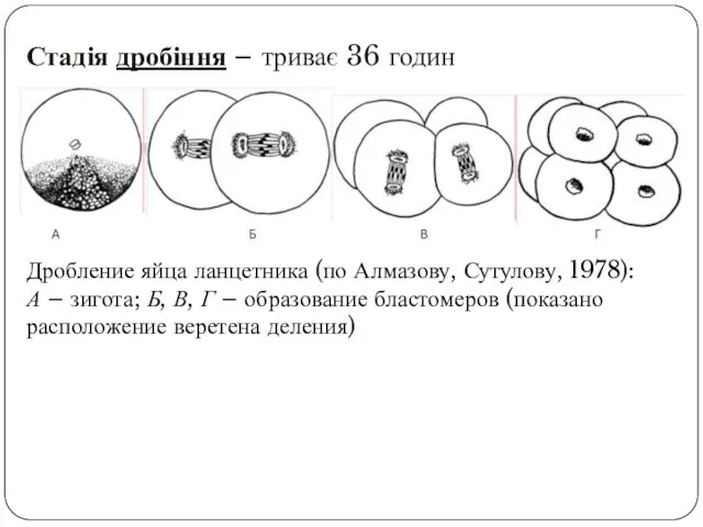 Стадія дробіння – триває 36 годин Дробление яйца ланцетника (по Алмазову,