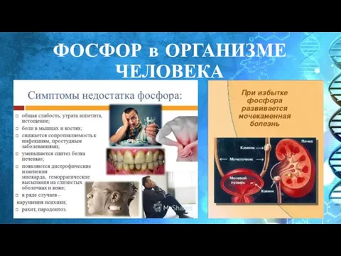 ФОСФОР в ОРГАНИЗМЕ ЧЕЛОВЕКА