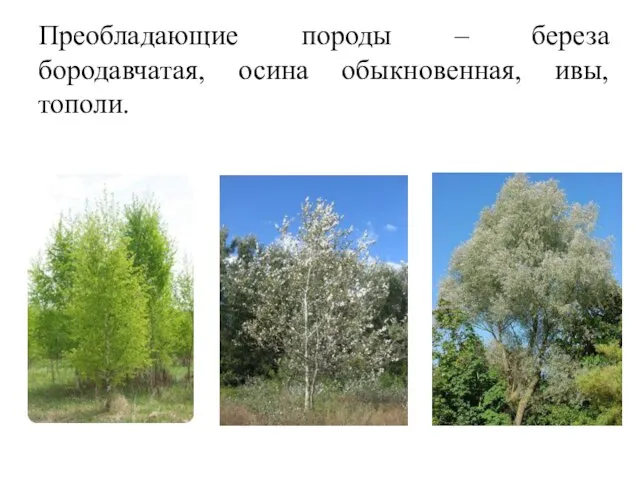 Преобладающие породы – береза бородавчатая, осина обыкновенная, ивы, тополи.