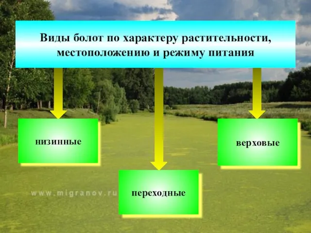 низинные верховые переходные Виды болот по характеру растительности, местоположению и режиму питания