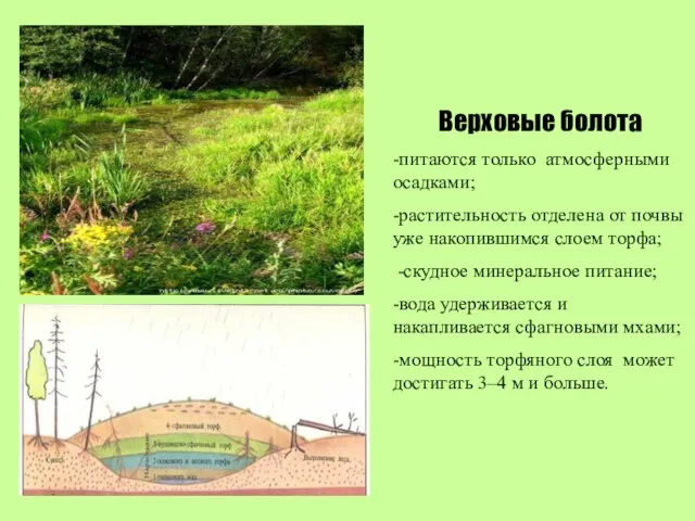 Верховые болота -питаются только атмосферными осадками; -растительность отделена от почвы уже