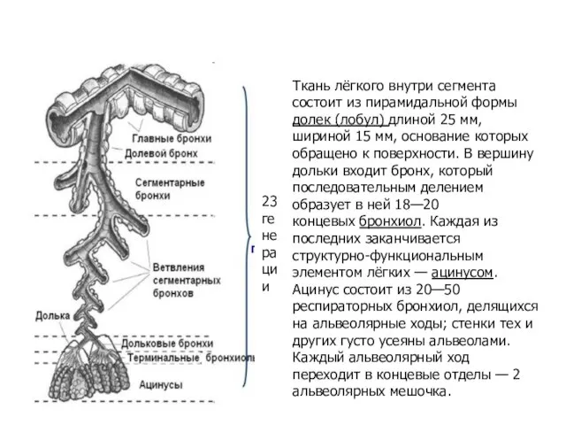 23 генерации Ткань лёгкого внутри сегмента состоит из пирамидальной формы долек