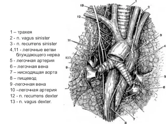 1 – трахея 2 - n. vagus sinister 3 - n.
