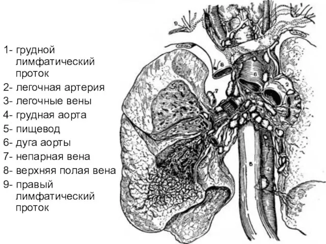 1- грудной лимфатический проток 2- легочная артерия 3- легочные вены 4-