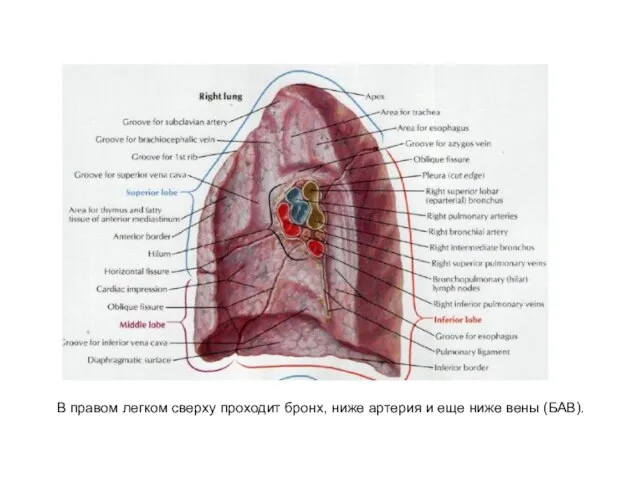 В правом легком сверху проходит бронх, ниже артерия и еще ниже вены (БАВ).