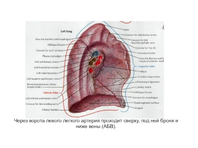 Через ворота левого легкого артерия проходит сверху, под ней бронх и ниже вены (АБВ).