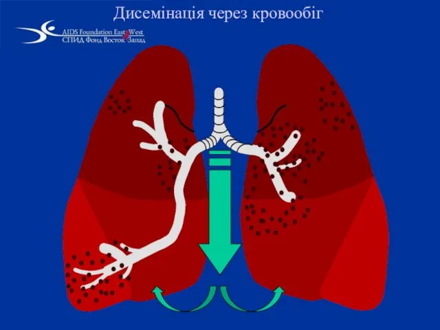 Дисемінація через кровообіг