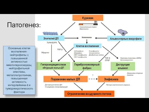 Патогенез: Основные клетки воспаления- нейтрофилы с повышенной активностью миелопероксидазы, нейтрофильной эластазы,