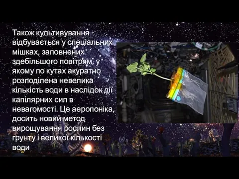 Також культивування відбувається у спеціальних мішках, заповнених здебільшого повітрям, у якому