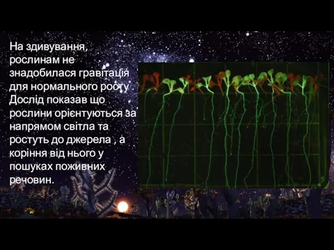 На здивування, рослинам не знадобилася гравітація для нормального росту . Дослід