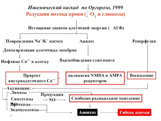 Ишемический каскад по Оргорозо, 1999 Редукция потока крови ( O2 и