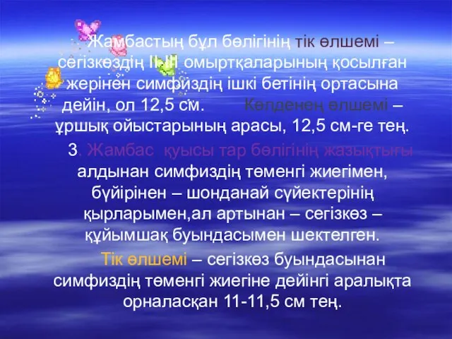 Жамбастың бұл бөлігінің тік өлшемі – сегізкөздің ІІ-ІІІ омыртқаларының қосылған жерінен