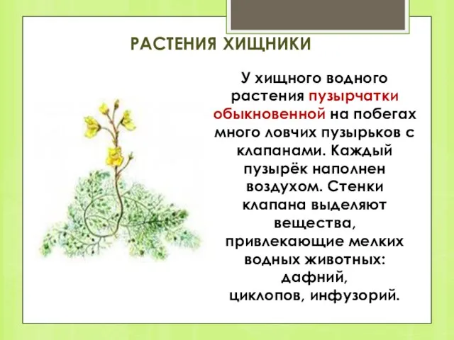 РАСТЕНИЯ ХИЩНИКИ У хищного водного растения пузырчатки обыкновенной на побегах много