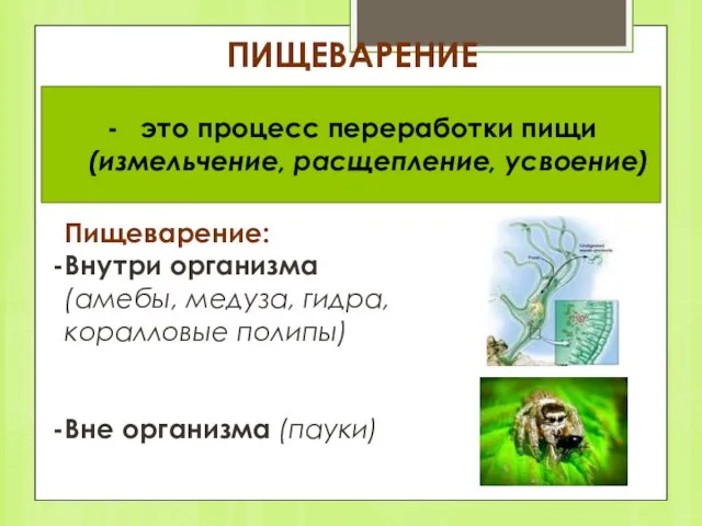 ПИЩЕВАРЕНИЕ это процесс переработки пищи (измельчение, расщепление, усвоение) Пищеварение: Внутри организма