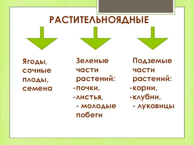 РАСТИТЕЛЬНОЯДНЫЕ Ягоды, сочные плоды, семена Зеленые части растений: почки, листья, -