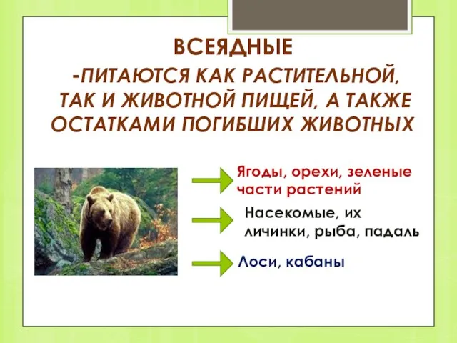 ВСЕЯДНЫЕ -ПИТАЮТСЯ КАК РАСТИТЕЛЬНОЙ, ТАК И ЖИВОТНОЙ ПИЩЕЙ, А ТАКЖЕ ОСТАТКАМИ