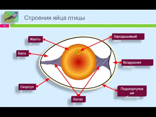 Строения яйца птицы