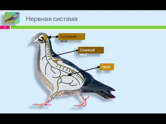 Нервная система