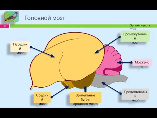 Головной мозг Органы чувств птиц