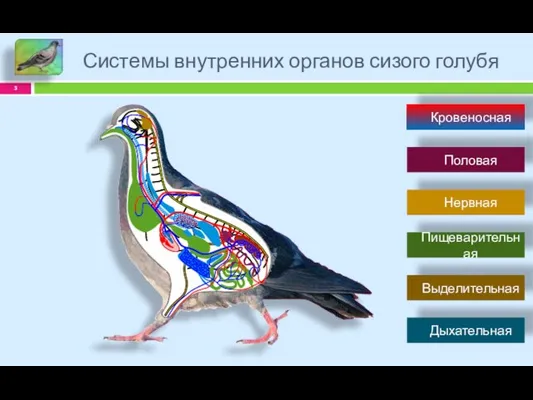 Системы внутренних органов сизого голубя Пищеварительная Выделительная Дыхательная Половая Кровеносная Нервная