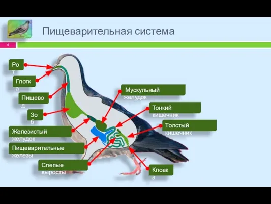 Пищеварительная система