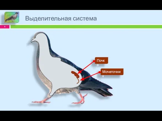 Выделительная система