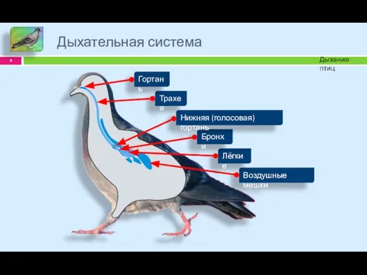 Дыхательная система Дыхание птиц