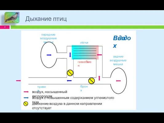 Дыхание птиц газообмен Выдох Вдох