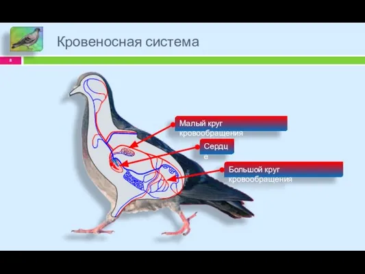 Кровеносная система