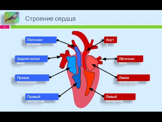 Строение сердца